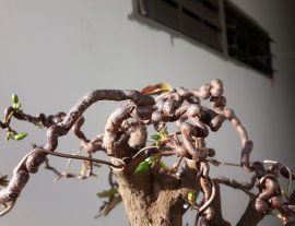 Mai Xoắn đón Xuân sớm...
