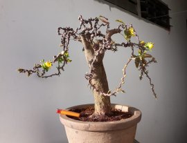 Mai Xoắn đón Xuân sớm...