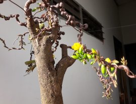 Mai Xoắn đón Xuân sớm...