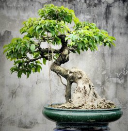 Sanh mini để bàn cây già tạo tác lâu năm