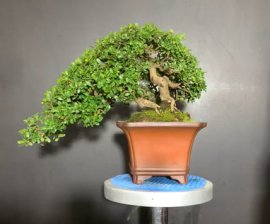 Cây đẹp, mời ACE vào xem live