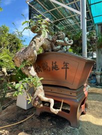 Rồi em ấy cũng được người ta biết đến thôi à