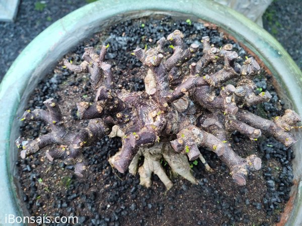Nhìn tỷ lệ mầm lên không trượt phát nào