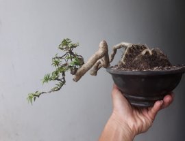 Em Kim Dòn với đường thân cực khéo, hứa hẹn sẽ là 1 cây đẹp...