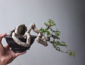 Em Kim Dòn với đường thân cực khéo, hứa hẹn sẽ là 1 cây đẹp...