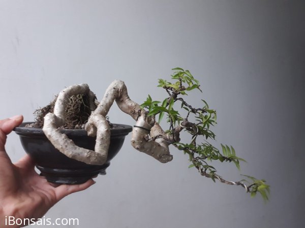Em Kim Dòn với đường thân cực khéo, hứa hẹn sẽ là 1 cây đẹp...