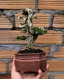 SAM HƯƠNG INDO..gl cùng anh em....