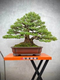 Linh sam sông hinh