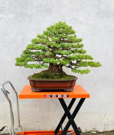 Linh sam sông hinh