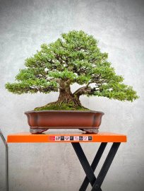 Linh sam sông hinh