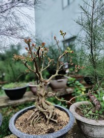 Họ Tường tên Vy đang trong giai đoạn chăn nuôi