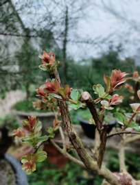 Họ Tường tên Vy đang trong giai đoạn chăn nuôi