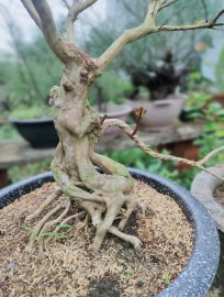 Họ Tường tên Vy đang trong giai đoạn chăn nuôi