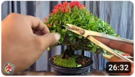 Chăm sóc bông trang bonsai sau khi chơi hoa