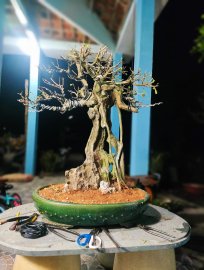 Tp Sơn Trà vườn nhà