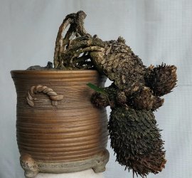 Vạn tuế lá nhỏ