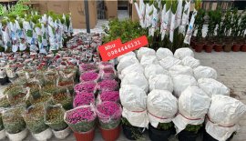 Hàng đi cho khách hôm nay của vườn em Như