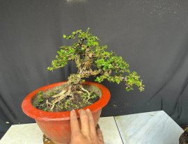 Cây ếk lâu năm nên già sam trái