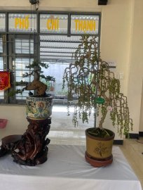 Trưng Bày và Giao Lưu Bonsai Huyện Tuy An mở rộng(1-2024)