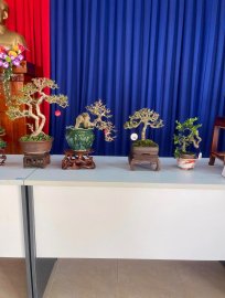 Trưng Bày và Giao Lưu Bonsai Huyện Tuy An mở rộng(1-2024)