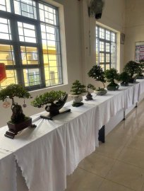 Trưng Bày và Giao Lưu Bonsai Huyện Tuy An mở rộng(1-2024)