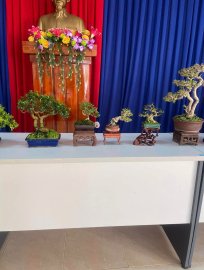 Trưng Bày và Giao Lưu Bonsai Huyện Tuy An mở rộng(1-2024)