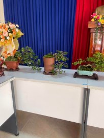 Trưng Bày và Giao Lưu Bonsai Huyện Tuy An mở rộng(1-2024)