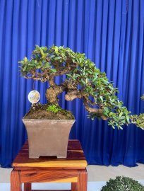 Trưng Bày và Giao Lưu Bonsai Huyện Tuy An mở rộng(1-2024)