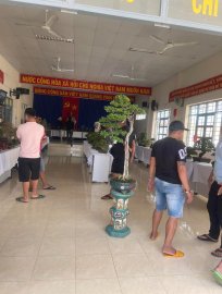 Trưng Bày và Giao Lưu Bonsai Huyện Tuy An mở rộng(1-2024)