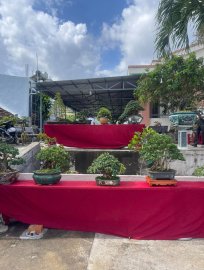 Trưng Bày và Giao Lưu Bonsai Huyện Tuy An mở rộng(1-2024)