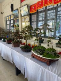 Trưng Bày và Giao Lưu Bonsai Huyện Tuy An mở rộng(1-2024)