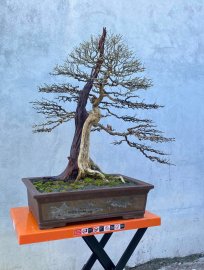 Làm đẹp cho cụ linh sam chuẩn bị ra hoa  đoán Tết