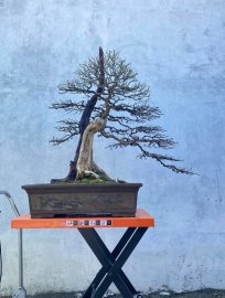 Làm đẹp cho cụ linh sam chuẩn bị ra hoa  đoán Tết