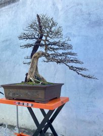 Làm đẹp cho cụ linh sam chuẩn bị ra hoa  đoán Tết
