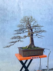 Làm đẹp cho cụ linh sam chuẩn bị ra hoa  đoán Tết