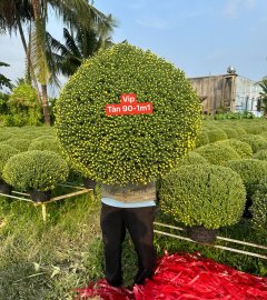 HOA TẾT, Cúc mâm xôi giá lẻ 380k/1 cặp, bao ship tại khu vực Sài Gòn