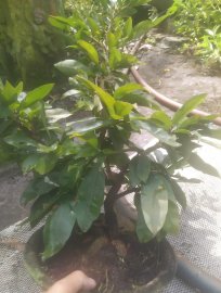 Lô đẹp ghép hơn 3 năm