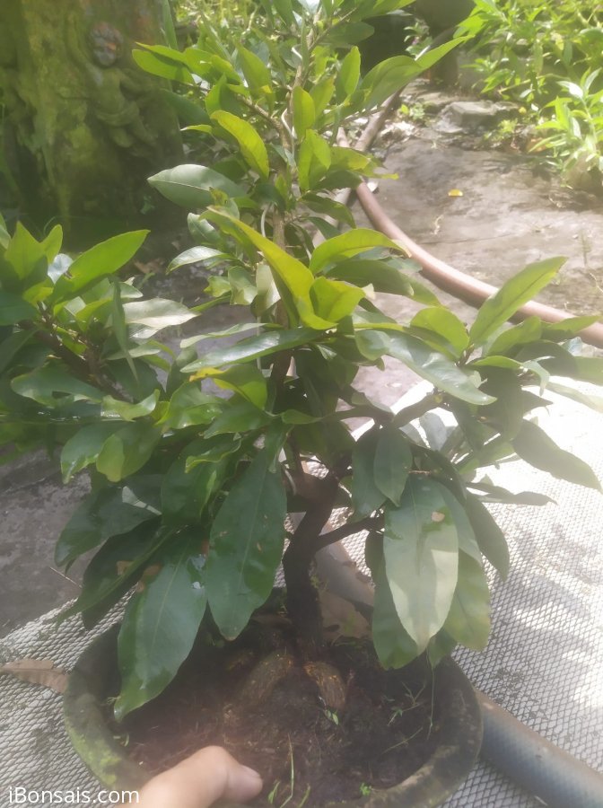 Lô đẹp ghép hơn 3 năm