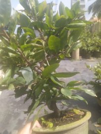 Lô đẹp ghép hơn 3 năm