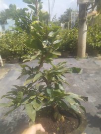 Lô đẹp ghép hơn 3 năm