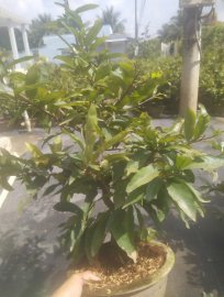Lô đẹp ghép hơn 3 năm