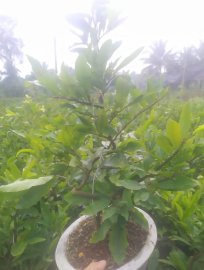 Lô cúc thọ hương nụ nhiều