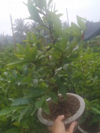 Lô cúc thọ hương nụ nhiều