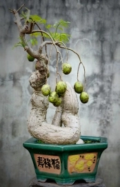 Cóc siêng trái cây già đường thân rất nghệ thuật
