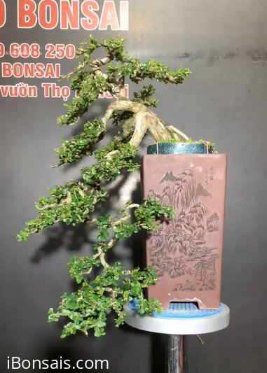 Nhiều Hải châu , sam núi trái giá yêu thương