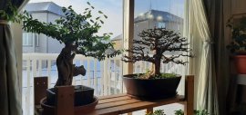 Bộ sưu tập Bonsai vào mùa đông 2024 tại Canada