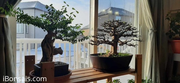 Bộ sưu tập Bonsai vào mùa đông 2024 tại Canada