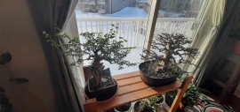 Bộ sưu tập Bonsai vào mùa đông 2024 tại Canada