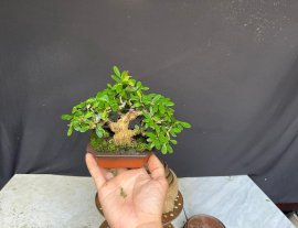 Linh sam siu mini