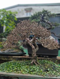Sam Núi chờ  bung lộc đón tết